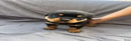 Rottweiler dogs for sale: Rottweiler pups - Advert 26