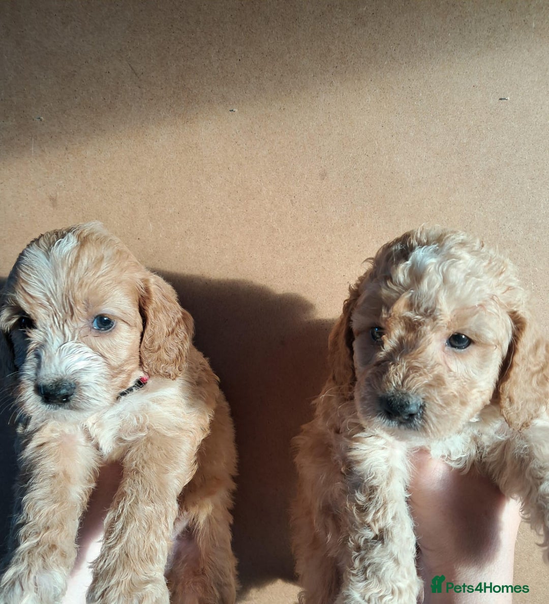 Cockapoo dogs for sale: Beautiful F1 Cockapoo puppies - Image 21