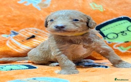 Mini Goldendoodle dogs for sale: 🐾🐾Mini golden doodles out of therapy asst momma - Image 12