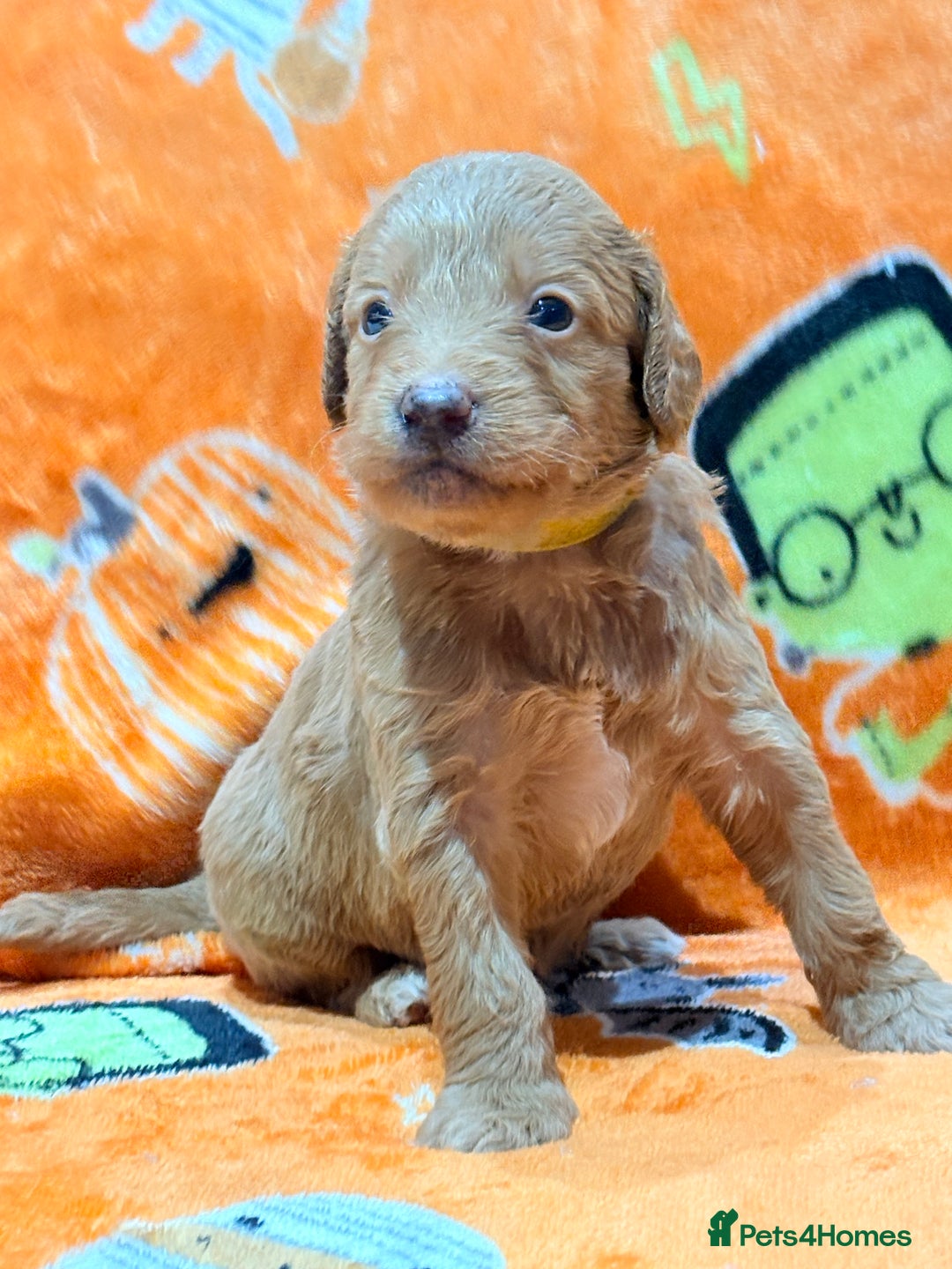 Mini Goldendoodle dogs for sale: 🐾🐾Mini golden doodles out of therapy asst momma - Image 12