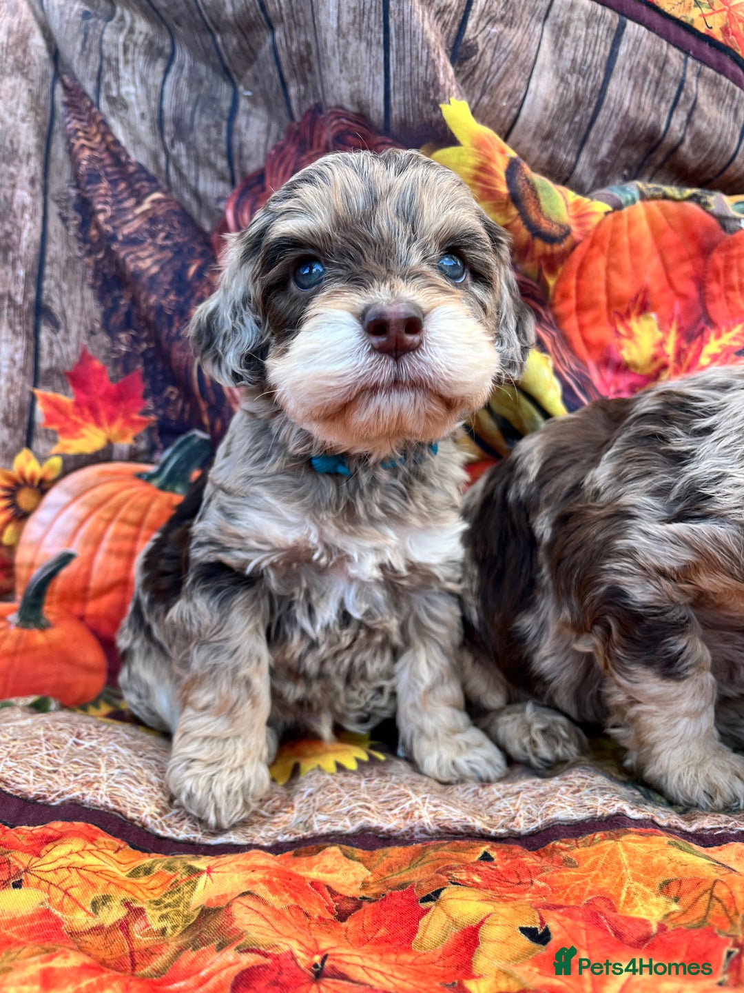 Cockapoo dogs for sale: Cockapoo puppies Rainbow litter  - Advert 29