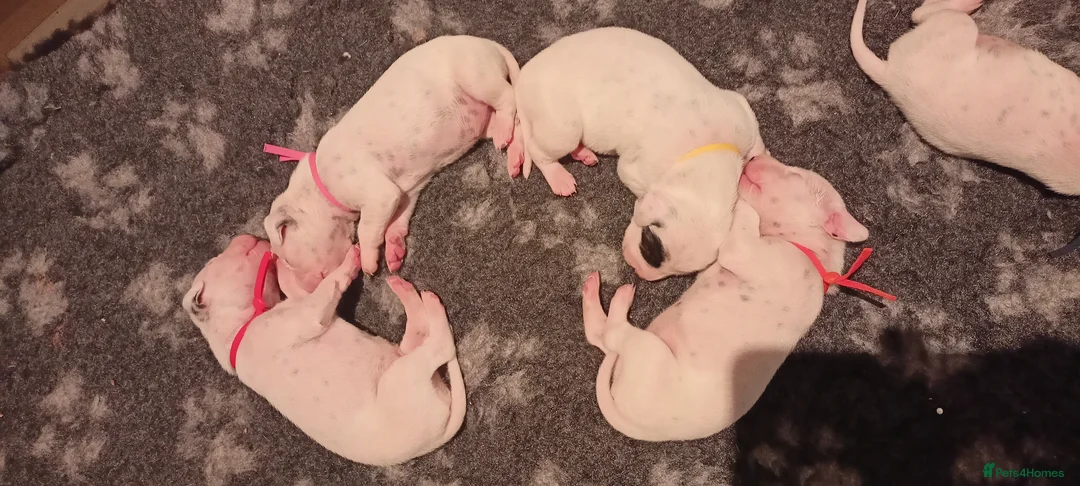 Dalmatian dogs for sale: Dalmatian puppies for sale - Advert 28