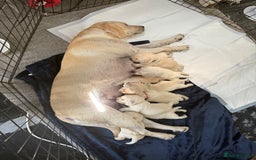 Labrador Retriever dogs for sale: 9 KC Registered White/Yellow Labrador puppies in Prestatyn - Image 13