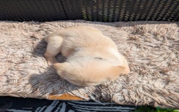 Mixed Breed dogs for sale: Golden Shepherd Puppy female  - Image 4