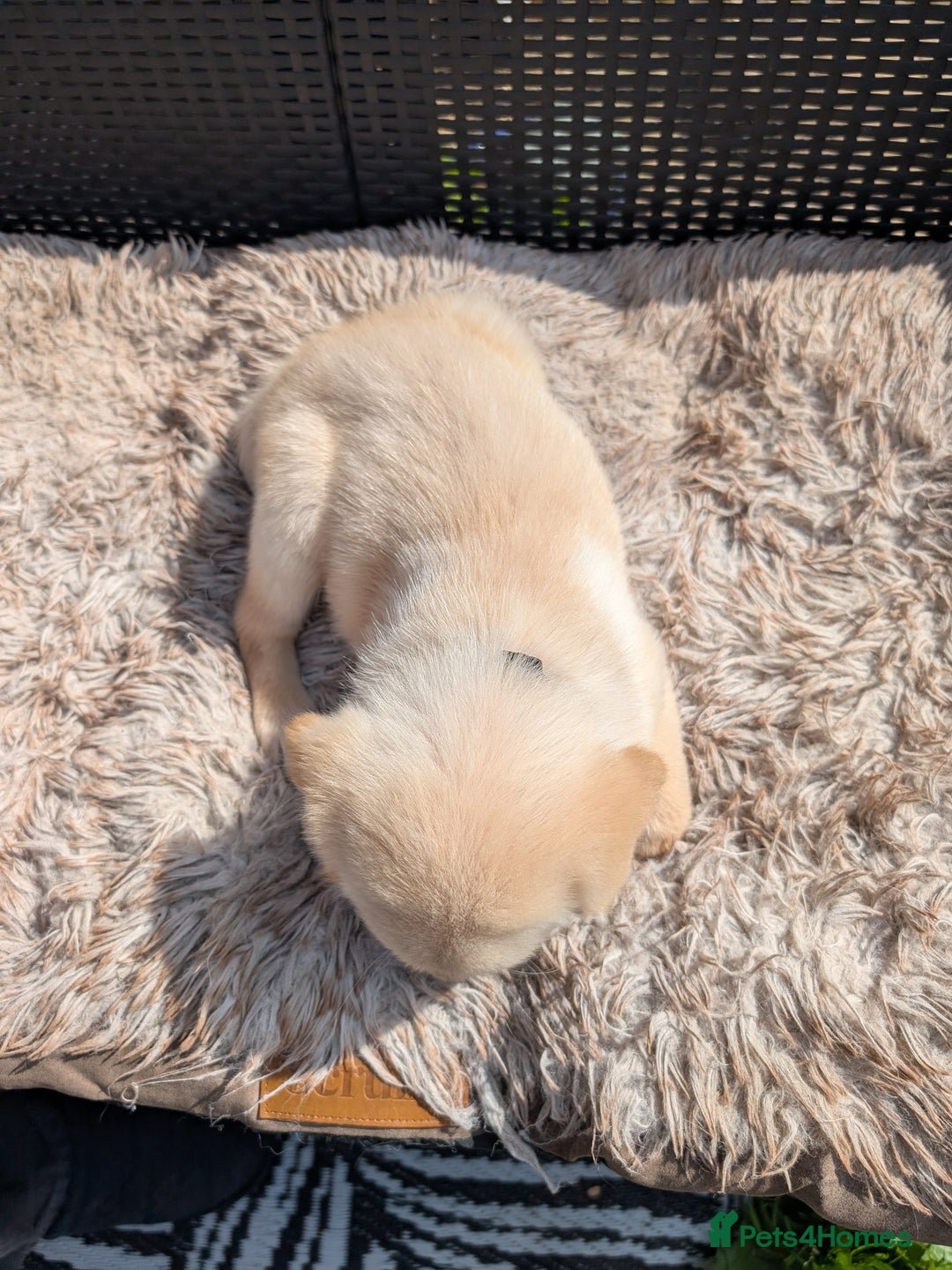 Mixed Breed dogs for sale: Golden Shepherd Puppy female  - Image 4