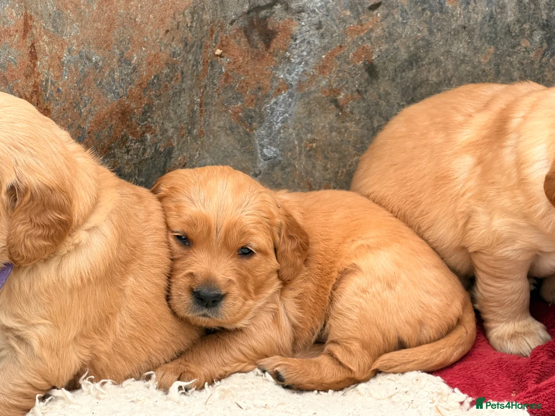 Golden Retriever dogs for sale: Short Haired working retriever puppies in Evesham - Advert 7