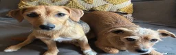 Mixed Breed dogs for sale: Jack Russell Mix Breed Puppies in Woodbridge - Advert 10