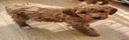 Cockapoo dogs for sale: ** BEAUTIFUL LITTER OF COCKAPOO PUPPIES ** - Advert 35