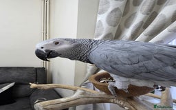 Parrots birds for sale: African Grey Forsale - Image 3