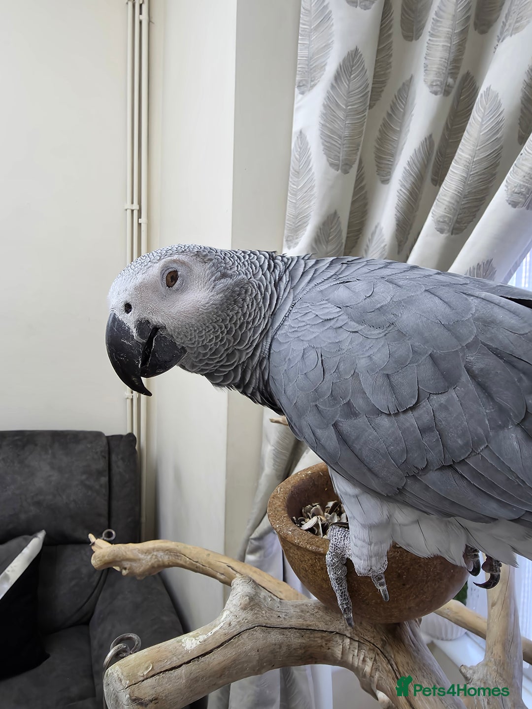 Parrots birds for sale: African Grey Forsale - Image 3