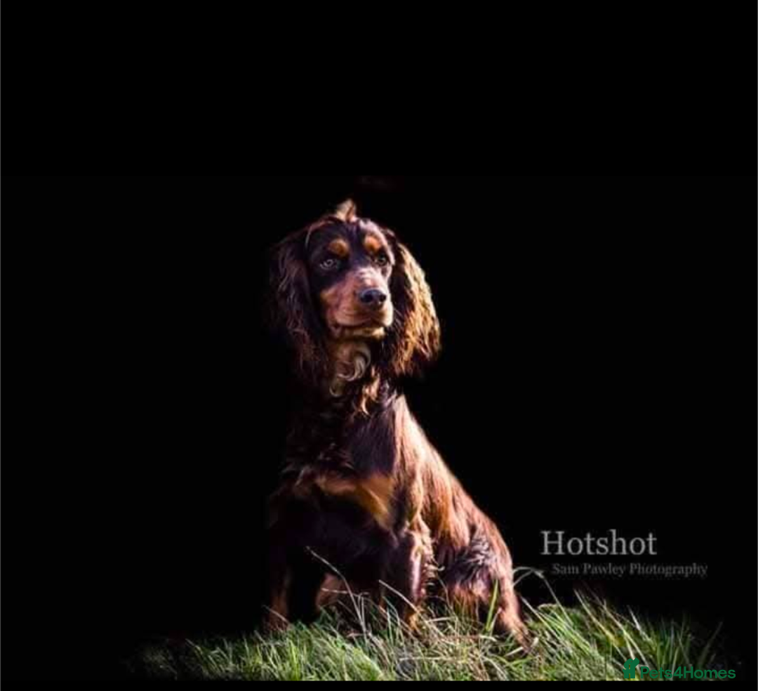 Cocker Spaniel dogs for sale: KC Reg Working type, extensively DNA tested.  - Image 8