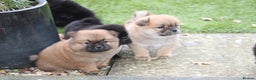 Mixed Breed dogs for sale: 🐾 Chow Chow x Japanese Chin CHINCHOWS 🐾 - Advert 8