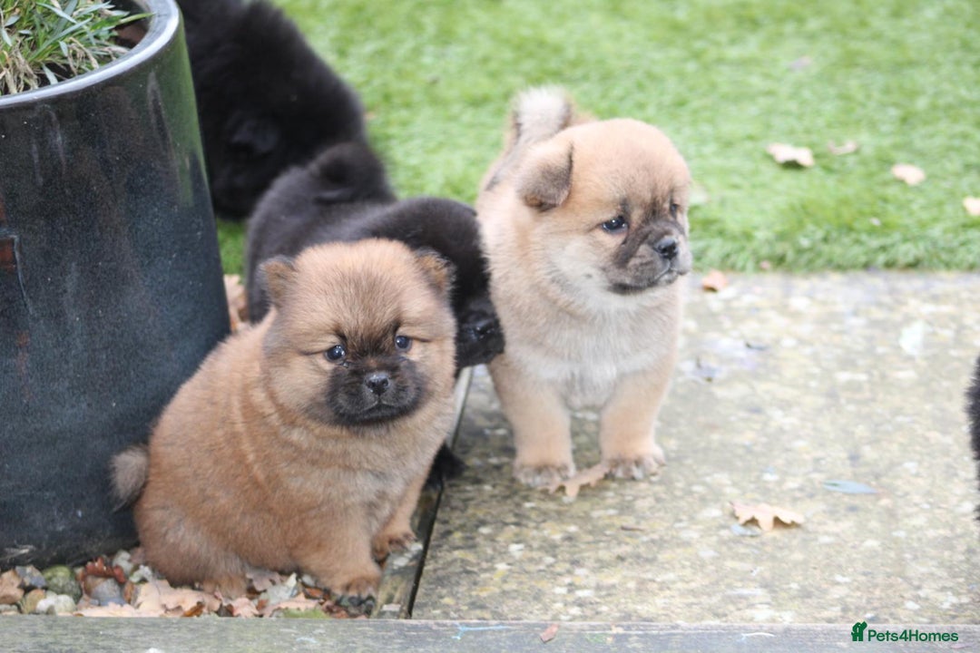 Mixed Breed dogs for sale: 🐾 Chow Chow x Japanese Chin CHINCHOWS 🐾 - Advert 8