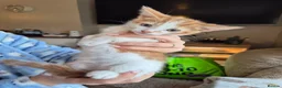 Mixed Breed cats for sale: 7 lovely kittens - Advert 4