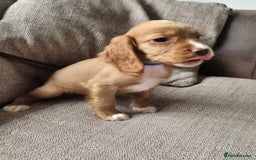 Cocker Spaniel dogs for sale: Working type cocker spaniels - last puppy! - Image 23