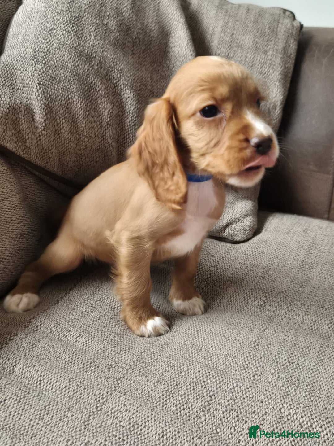Cocker Spaniel dogs for sale: Working type cocker spaniels - last puppy! - Image 23
