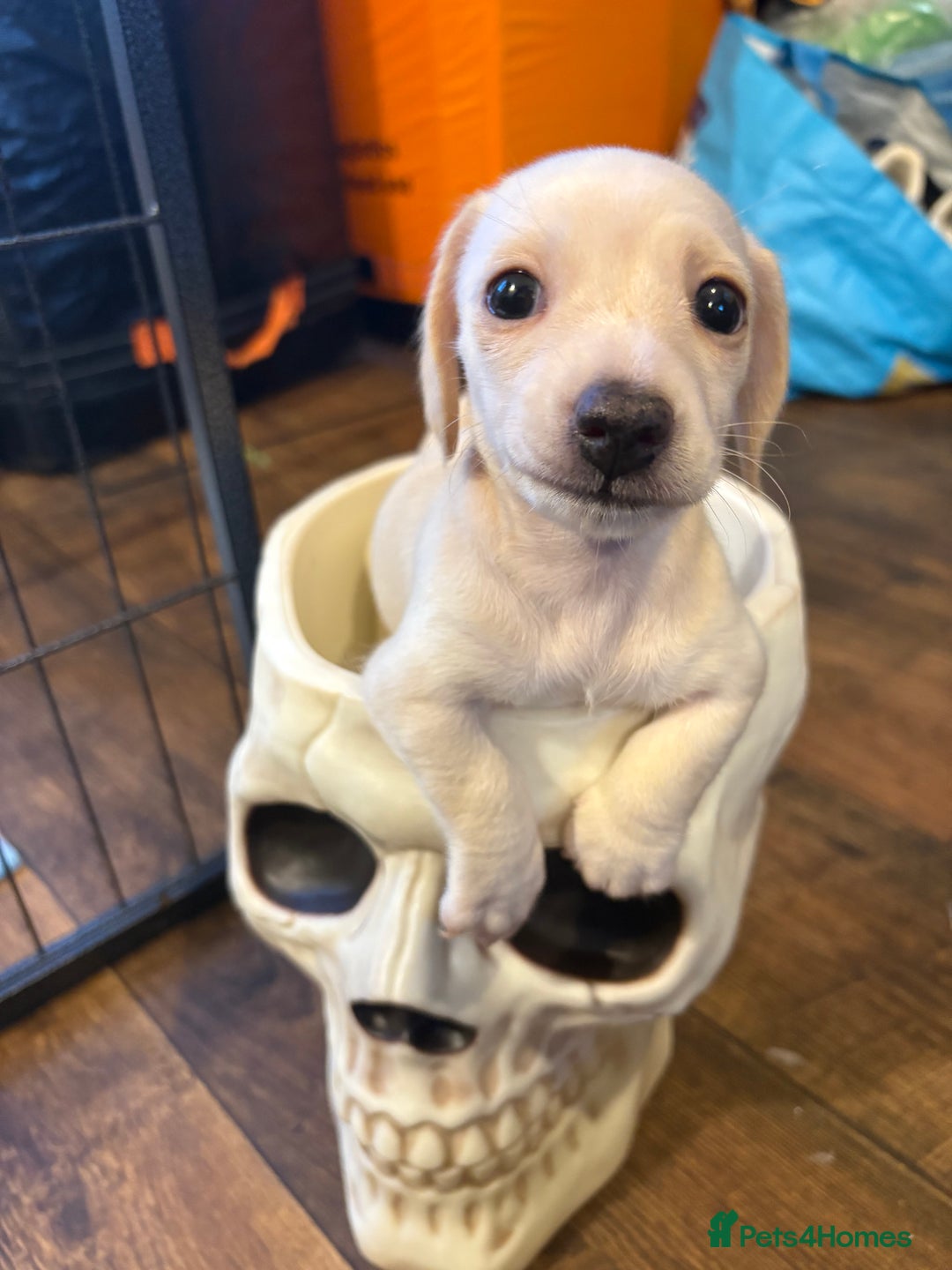 Miniature Dachshund dogs for sale: Cream miniature dachshunds  - Advert 15