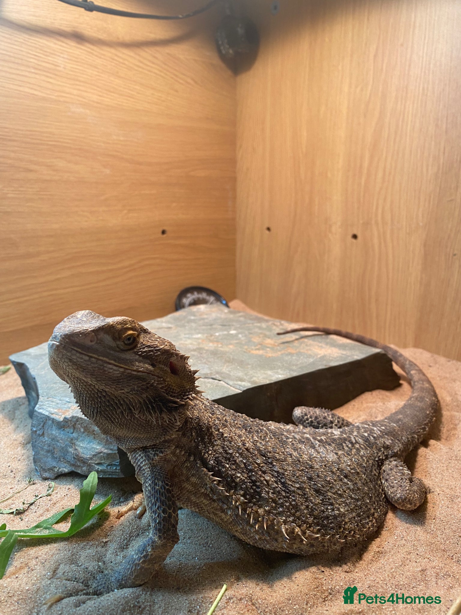 Bearded Dragon reptiles 2 year old female Standard Morph Bearded Dragon - Advert 1