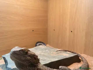 Bearded Dragon reptiles 2 year old female Standard Morph Bearded Dragon - Advert 1