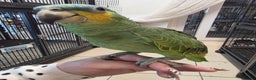 Parrots birds for sale: Various parrots available check description  - Advert 1