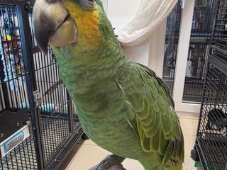 Parrots birds Baby orange winged amazon - Advert 1