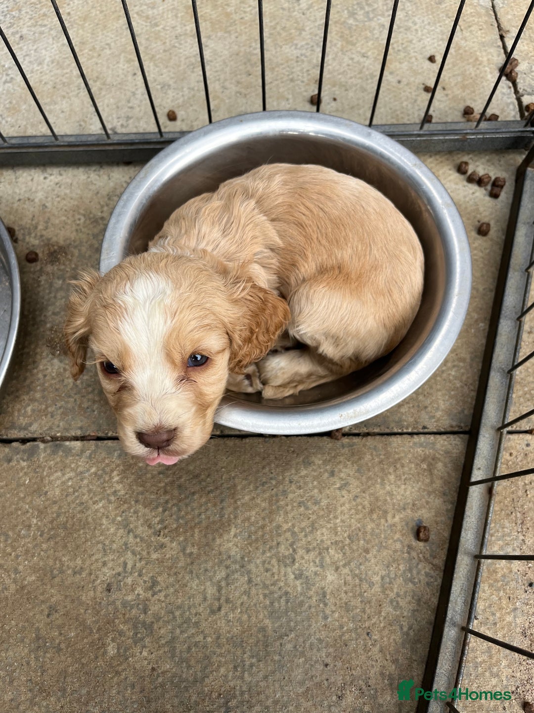 Cocker Spaniel dogs for sale: Cocker spaniel  - Image 7