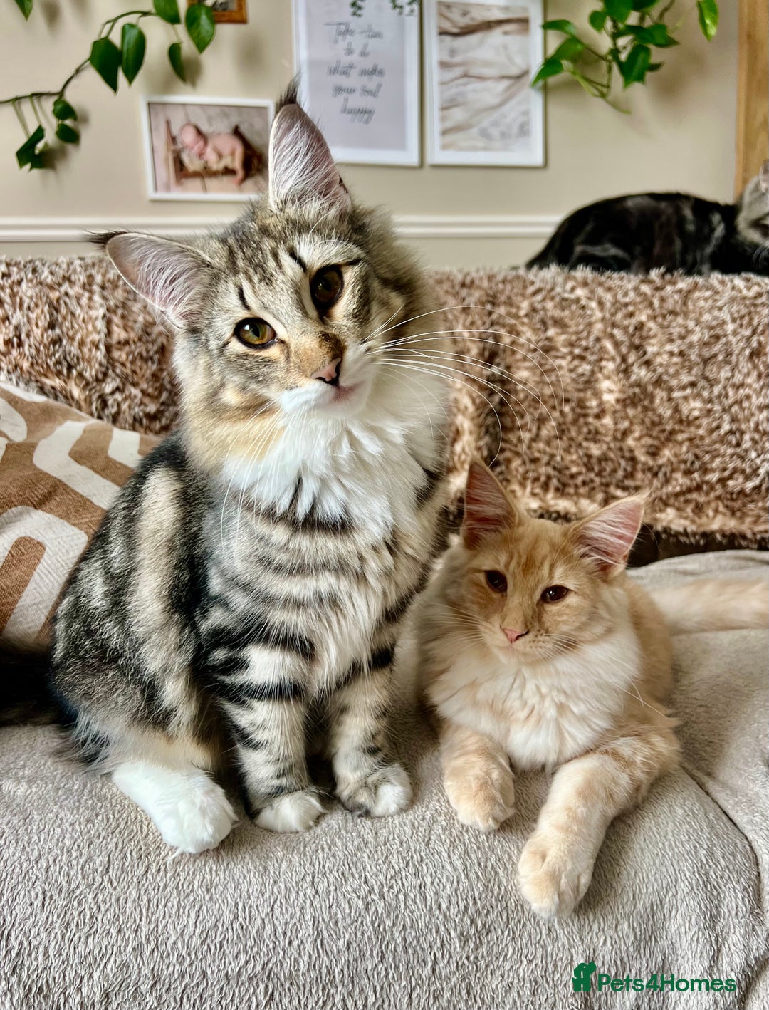 Norwegian Forest Cat cats for sale: Full FIFe pedigree Norwegian Forest Kittens  in Normanton - Image 27