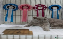 British Shorthair cats for stud: Champion lilac BSH Stud in Derby - Image 1