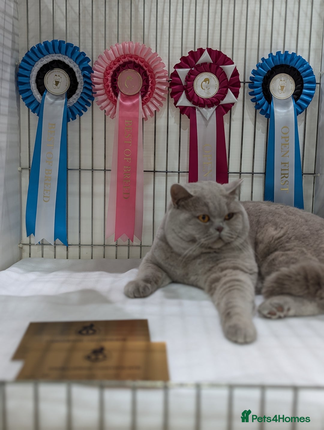 British Shorthair cats for stud: Champion lilac BSH Stud in Derby - Image 1