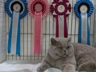 British Shorthair cats Champion lilac BSH Stud in Derby - Advert 1