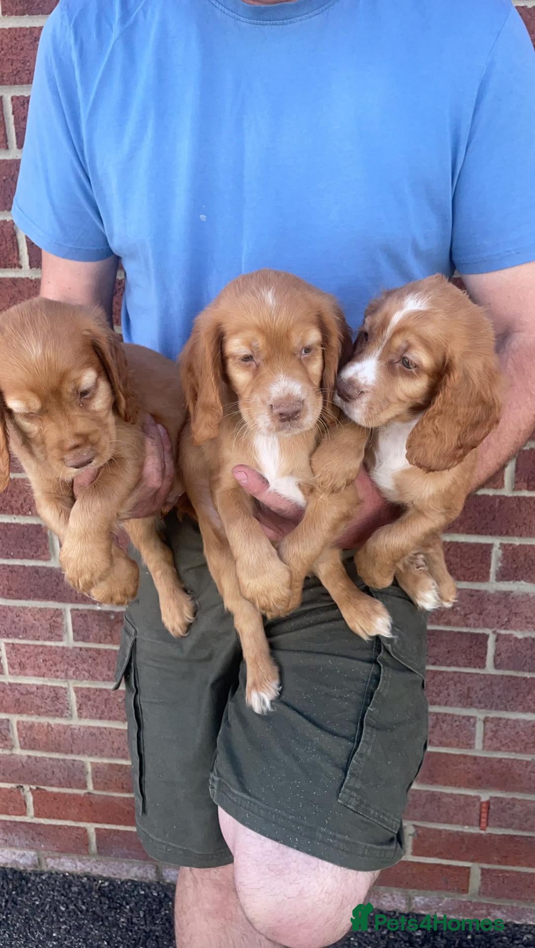 Cocker Spaniel dogs Outstanding d, n, a cocker spaniels - Advert 12