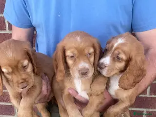 Cocker Spaniel dogs Outstanding d, n, a cocker spaniels - Advert 12