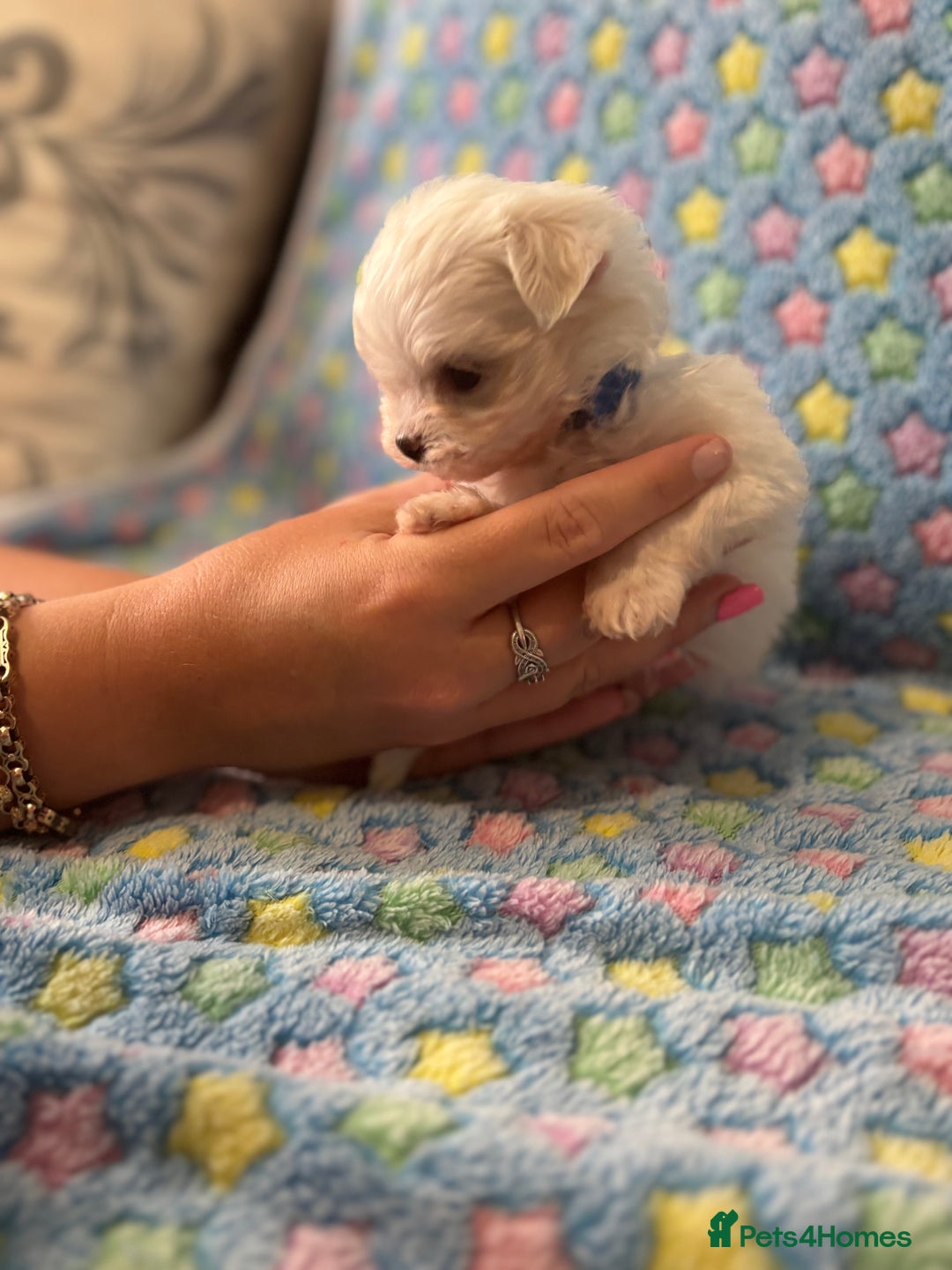 Maltese dogs for sale: Tiny kc registered maltese Korean boys  - Image 24