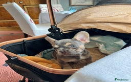 French Bulldog dogs for sale: Big Rope, Big Rope Fluffy & French Bullg - Advert 27