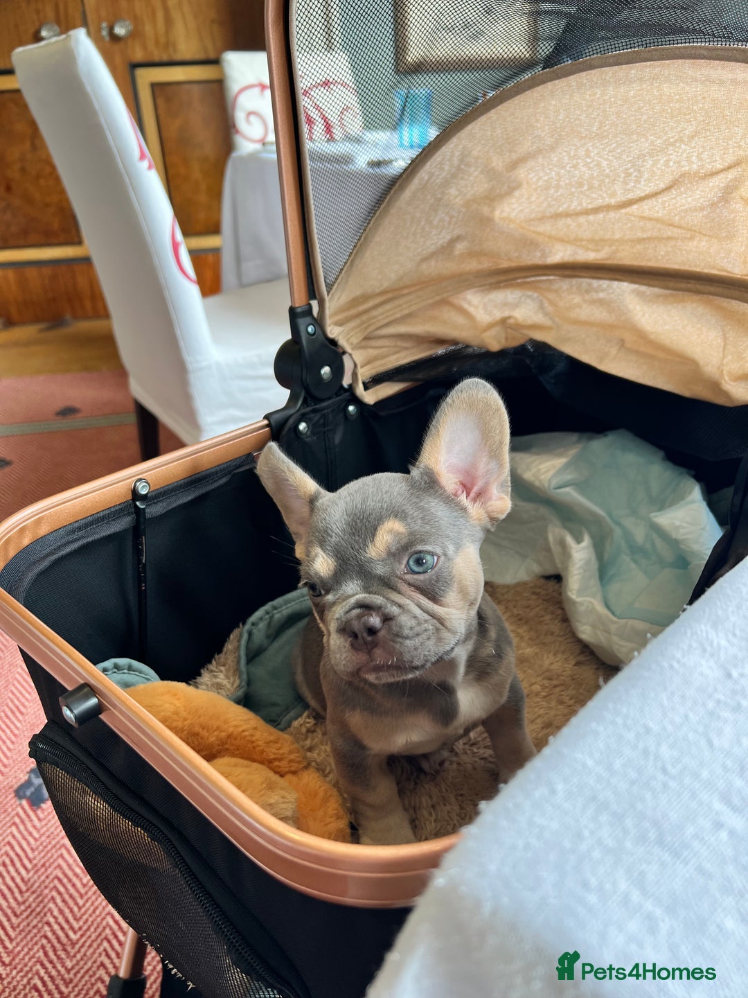 French Bulldog dogs for sale: Big Rope, Big Rope Fluffy & French Bullg - Advert 27