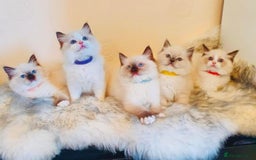 Ragdoll cats for stud: Amazing proven stud !!!  in Romford - Image 16