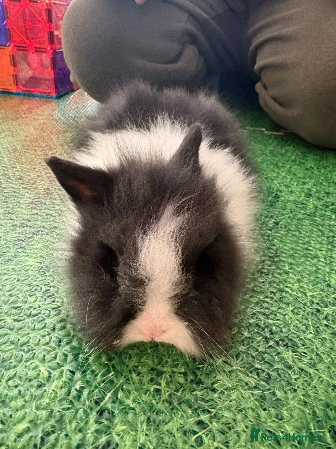 Lionhead rabbits for sale: Baby double main lionhead bunnies for sale  - Advert 1