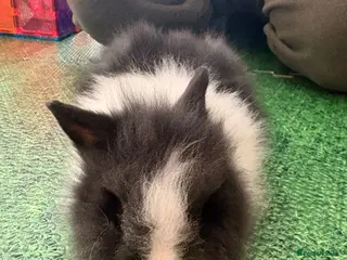 Lionhead rabbits Baby double main lionhead bunnies for sale - Advert 9