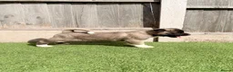 Akita dogs for sale: American Akita puppy’s for sale - Advert 16