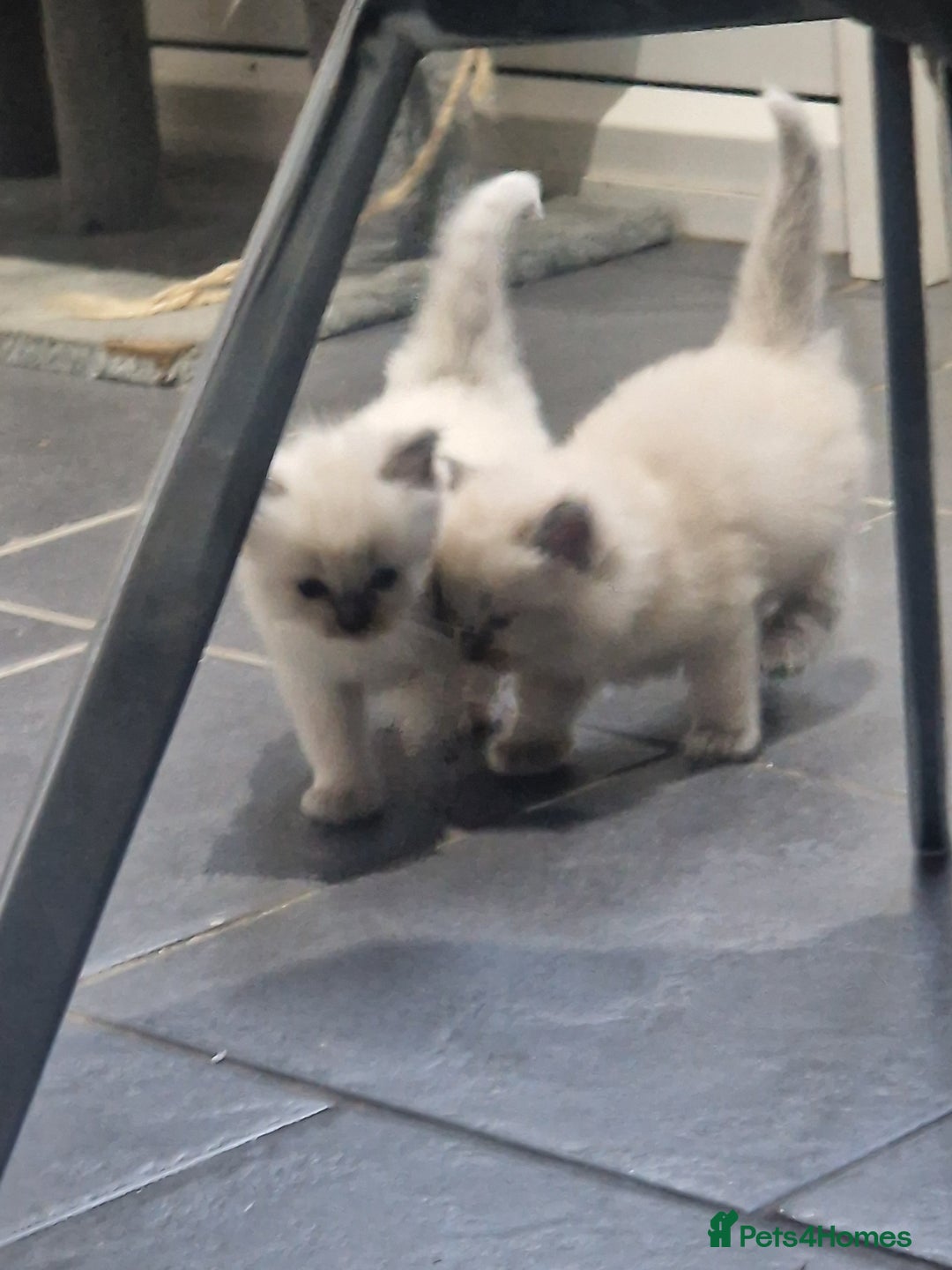 Ragdoll cats for sale: Beautiful Ragdoll kittens - Advert 4