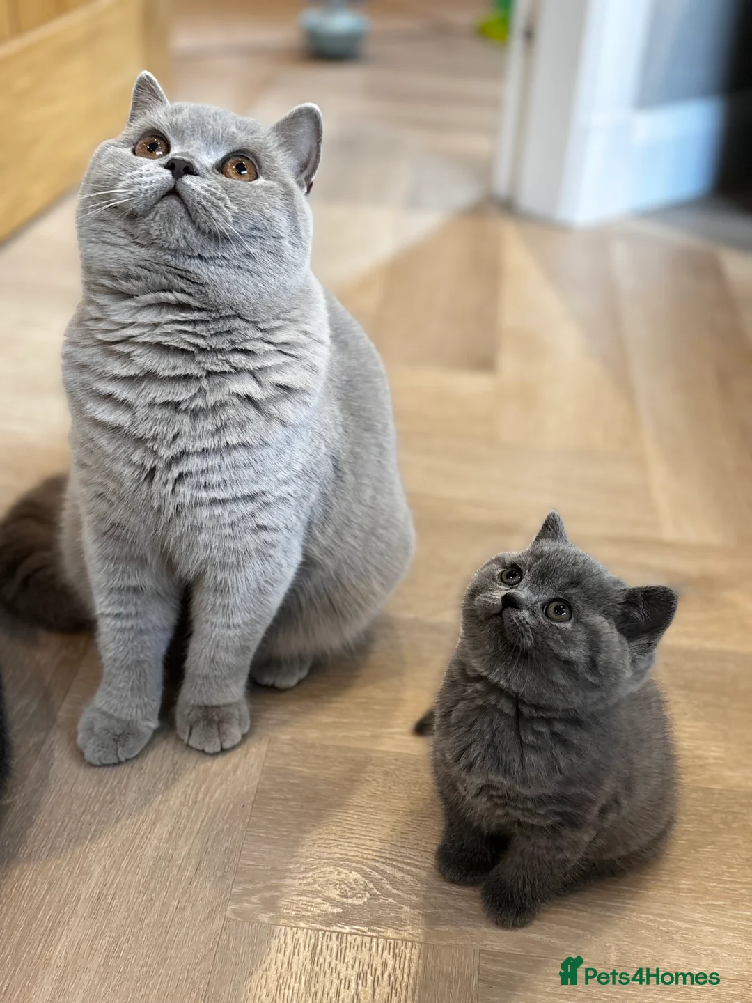British Shorthair cats for sale: GCCF BSH beautiful chunky female  - Advert 1