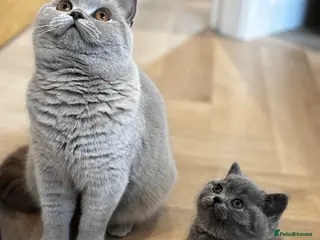 British Shorthair cats GCCF BSH beautiful chunky female - Advert 1