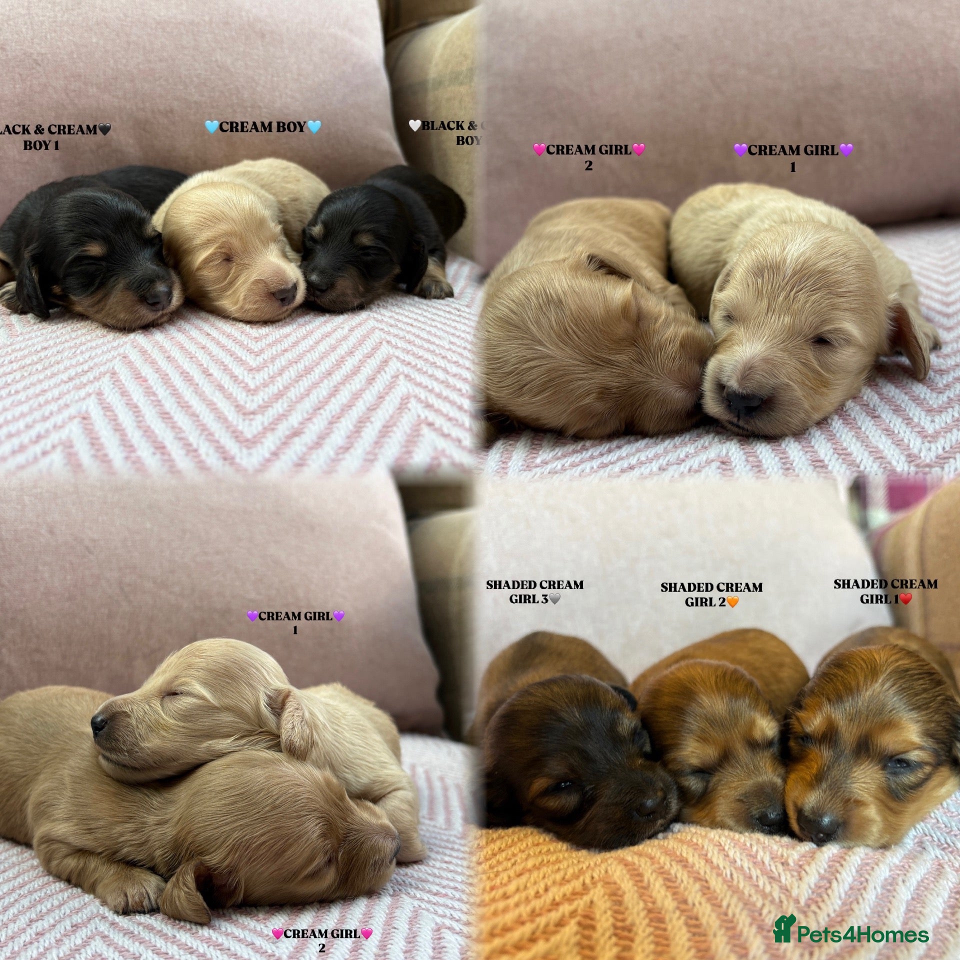Miniature Dachshund dogs KC LONG HAIRED CREAM MINIATURE DACHSHUNDS🤍 - Advert 1