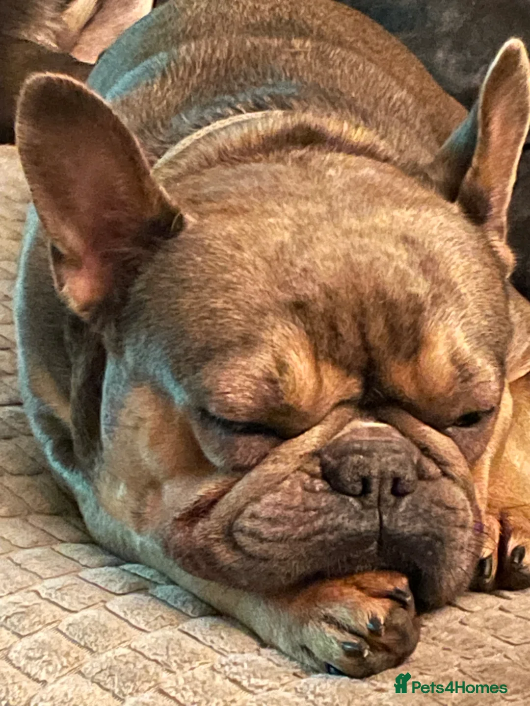 French Bulldog dogs for sale: Loving French Bulldog - Advert 4