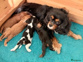 Cavalier King Charles Spaniel dogs Health Tested, beautiful KC Cavalier Puppies. - Advert 2