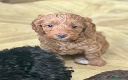 Cavapoo dogs for sale: Beautiful F1b cavapoo puppies - Image 10