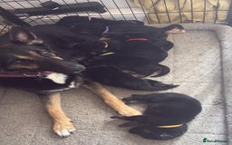 German Shepherd dogs for sale: German shepherd puppies  - Image 11