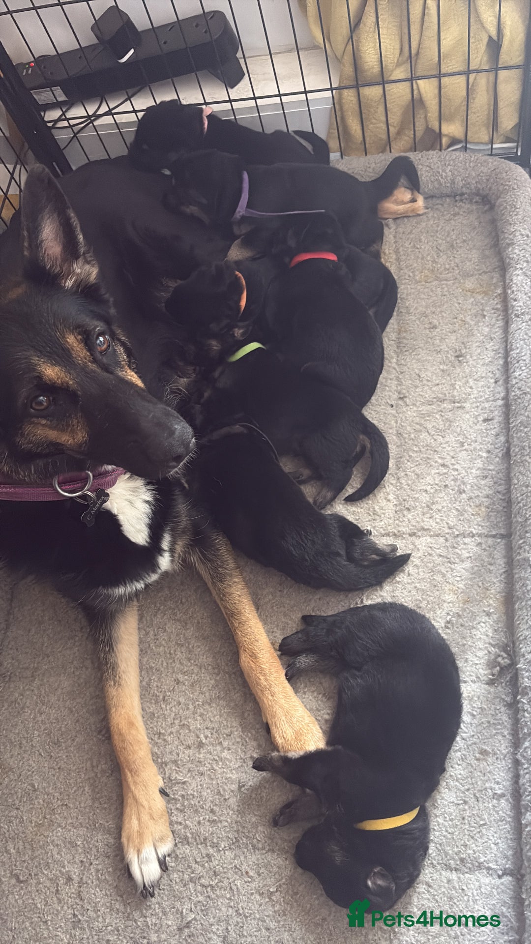 German Shepherd dogs for sale: German shepherd puppies  - Image 11