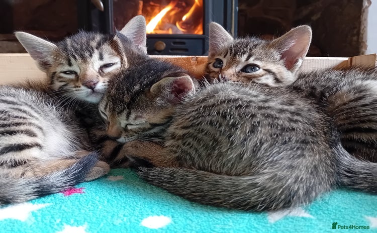 Bengal cats - Advert 3
