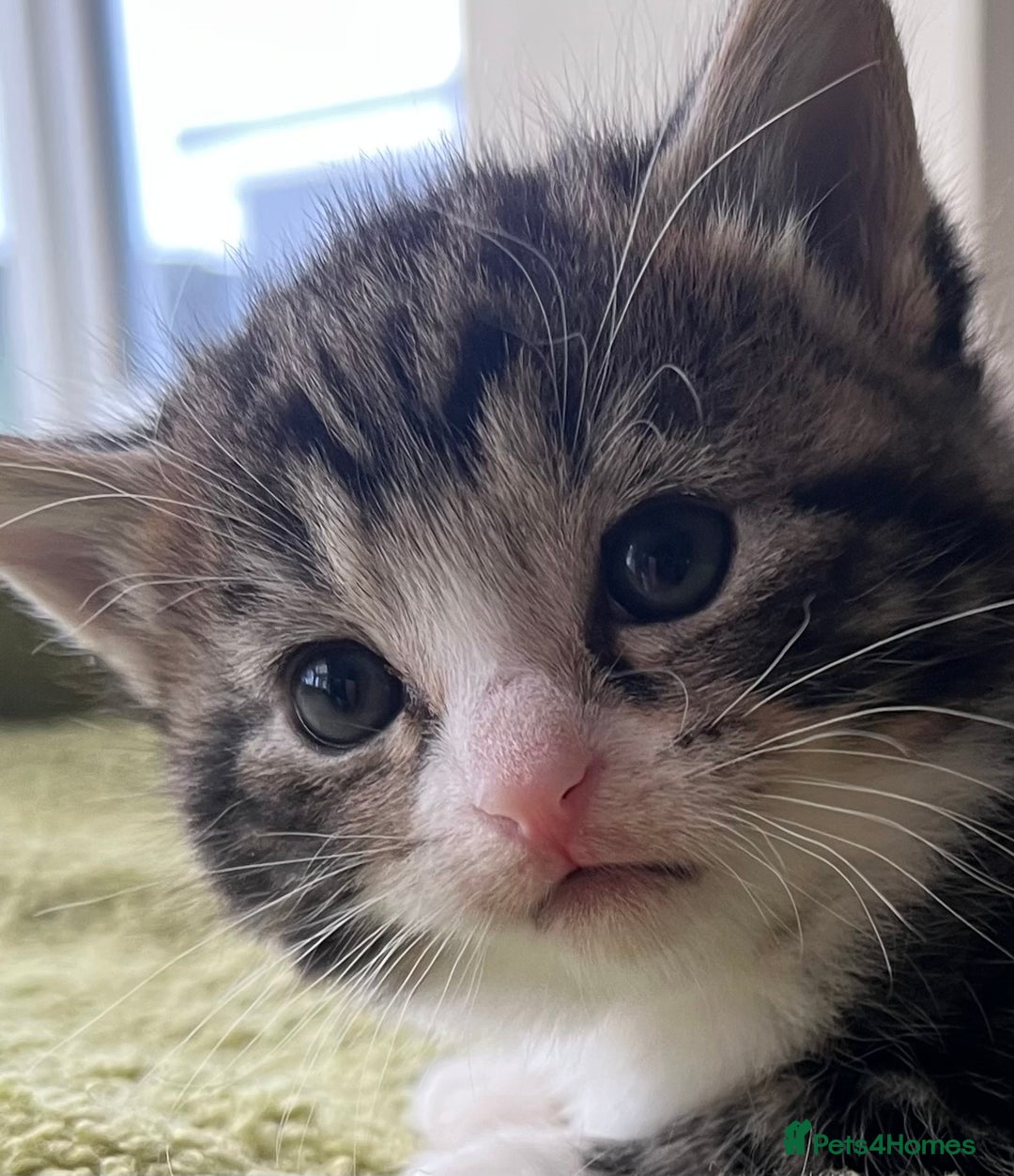 Mixed Breed cats for sale: 4  GORGEOUS TABBY/TORTOISHELL GIRLS.   - Image 30